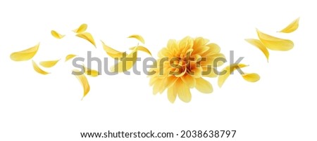 dahlia with its petals flying isolated on white