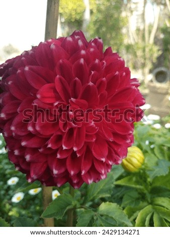 Dahlia pinnata, commonly known as the dahlia, is a species of flowering plant in the family Asteraceae, native to Mexico and Central America. It is well-known for its large, colorful, and intricate fl