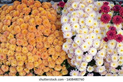 Dahlia Pinnata Flower In Many Colors In The Same Picture. They Have Different Colors. Photo Was Taken In A Flower Market. It Was Photographed In Turkey.