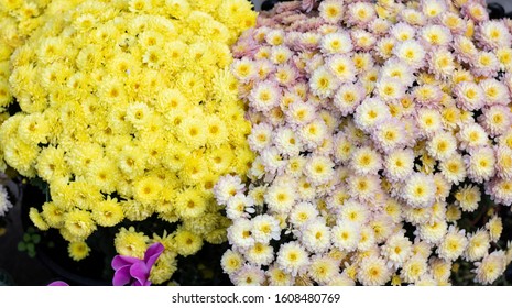 Dahlia Pinnata Flower In Many Colors In The Same Picture. They Have Different Colors. Photo Was Taken In A Flower Market. It Was Photographed In Turkey.