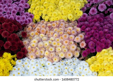 Dahlia Pinnata Flower In Many Colors In The Same Picture. They Have Different Colors. Photo Was Taken In A Flower Market. It Was Photographed In Turkey.