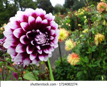 Dahlia At Point Defiance Park