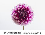 Dahlia Ryan C, a striking decorative flower against a white background