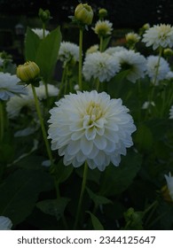 Dahlia Snowcap in Flowering Stage