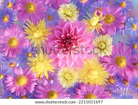 Dahlia. Summer flowers. Autumn pink purple yellow violet Chrysanthemum Flowers. Postcard . Floral banner. Top view. Texture and background. Abstract background. Close up beautiful Chrysanthemums