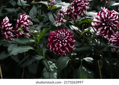 Dahlia 'Tartan', Black Dahlia Close Up