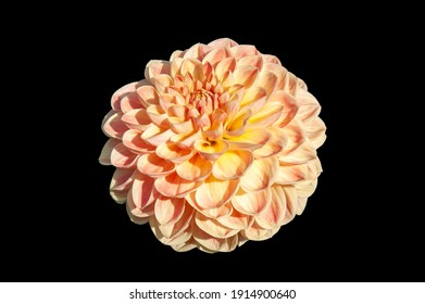 Dahlia 'Texas Moon' a pink summer autumn pompom flower tuber plant cut out and isolated on a black background, stock photo image