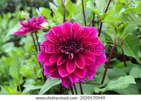 Dahlia 'Thomas A. Edison' in flower