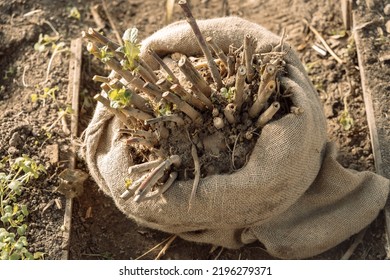 Dahlia Tubers Just Lifted For Overwintering