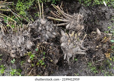 Dahlia Tubers Just Lifted For Overwintering