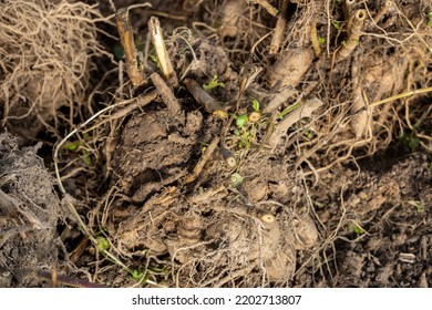 Dahlia Tubers Just Lifted For Overwintering