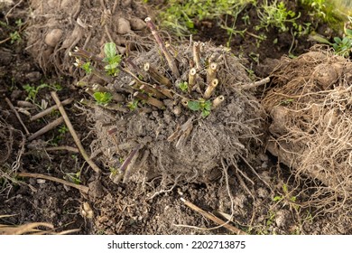 Dahlia Tubers Just Lifted For Overwintering