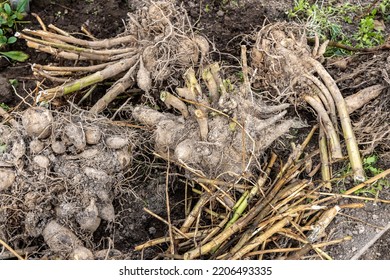 Dahlia Tubers Just Lifted For Overwintering