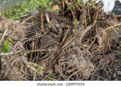 Dahlia Tubers Just Lifted For Overwintering