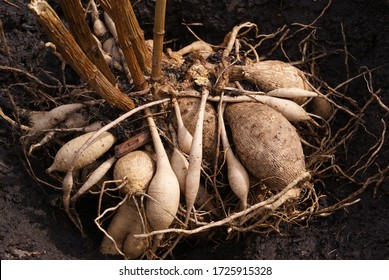 Dahlia Tubers On The Ground Before Planting