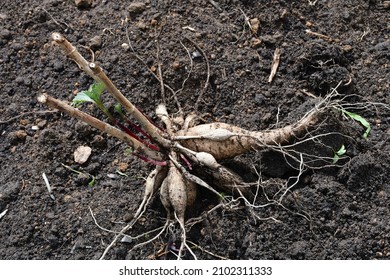 2,044 Dahlia seeds Images, Stock Photos & Vectors | Shutterstock