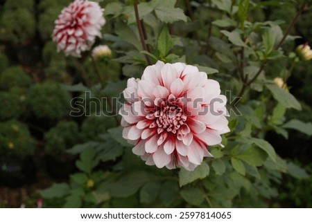 Dahlia is a vibrant, tuberous flowering plant known for its stunning, multi-petaled blooms in various colors. It thrives in well-drained soil and attracts pollinators beautifully.