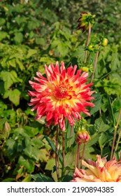 Dahlia of the 'Vuurvogel' variety (also called 'Firebird') in the garden. A stunning semi-cactus dahlia with double, red flowers with yellow centres and narrow, pointed petals