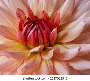 Dahlia Waltzing Matilda Flowering In Autumn 