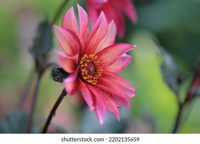 Dahlia Waltzing Matilda single flower