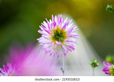 Dahlias Are Beautiful And During Sunset I Saw This Magical Moment For A While