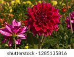 Dahlias, dahlia farm, Canby, Oregon, USA