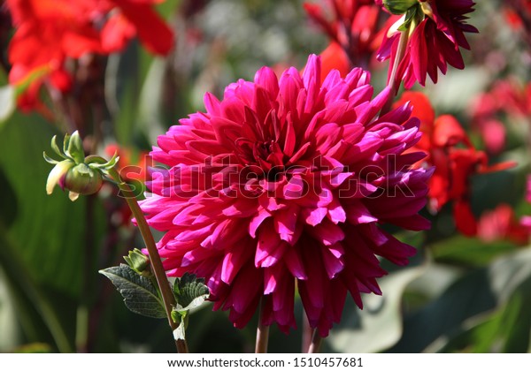 Dahlias Flowers Garden Beautiful Autumn Floral Stock Photo Edit