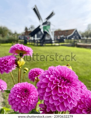 dahlias in front in windmill in Zaanse Schans, The Netherlands