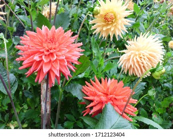 Dahlias At Point Defiance Park