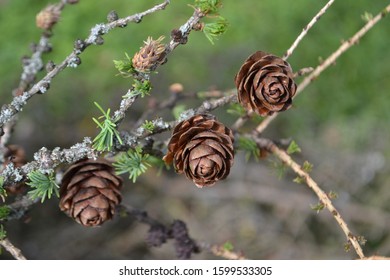 The Dahurian Larch (Larix Gmelinii)