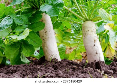 Daikon in the bed in natural conditions. Root vegetable in the ground
