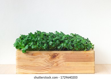 Daikon radish microgreen sprouts in wooden pot close up