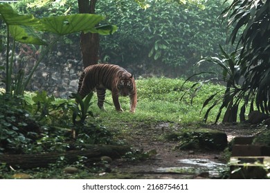 Daily Life Sumatran Tiger Stock Photo 2168754611 | Shutterstock