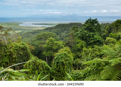 Daintree National Park, Cape Tribulation, Australia