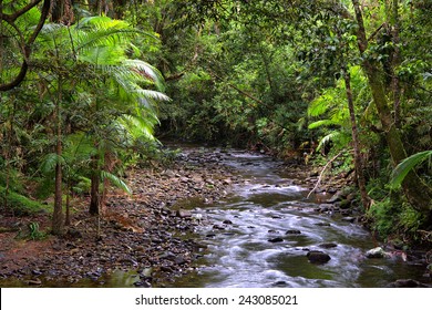 Daintree National Park, Queensland, Australia