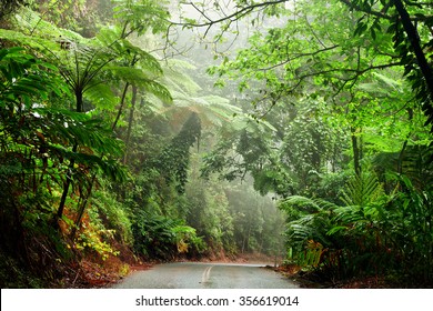 Daintree National Park, Queensland, Australia