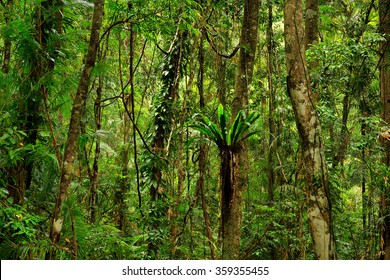 Daintree National Park, Queensland, Australia