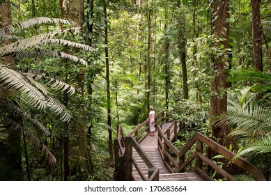 Daintree National Park, Rainforest Scenery In Queensland, Australia