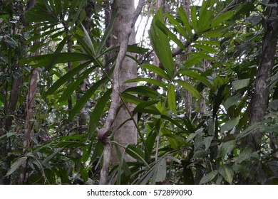 Daintree Rainforest