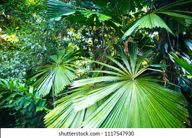 Daintree Rainforest Dry Season Stock Photo 1117547930 | Shutterstock