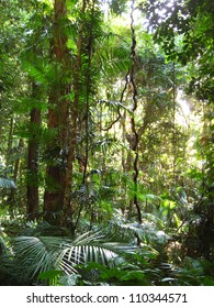 Daintree Rainforest, Queensland, Australia