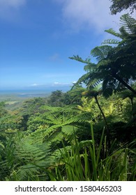 Daintree Rainforest In Queensland Australia