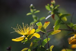 DAINTY ANTHERS OF YELLOW HYPERICUM FLOWER