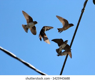 946 Welcome swallow Images, Stock Photos & Vectors | Shutterstock