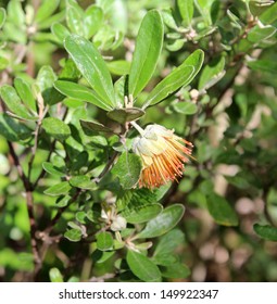 Dainty Orange Bell Shaped Flowers Of West Australian Wild Flower Diplolaena Angustifolia Adds Color To The Bush Land Scape In Late Winter.