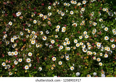 Tiny Plants Images Stock Photos Vectors Shutterstock