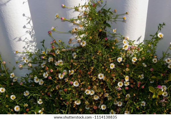 Dainty Pink White Swan River Daisies Stock Photo Edit Now 1114138835