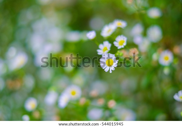 dainty tiny cotula turbinata funnel weed\
flowers in winter spring-with feathery\
divided