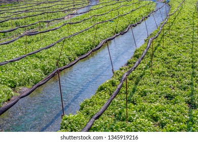 Daio Wasabi Farm And Flow Of The Waterway In Nagano Prefecture, Japan. 