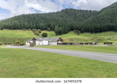 Dairy Barn And Paddock With Cows In Green Countryside, Shot In Bright Spring Light Near Canvaston, Marlborough, South Island, New Zealand
